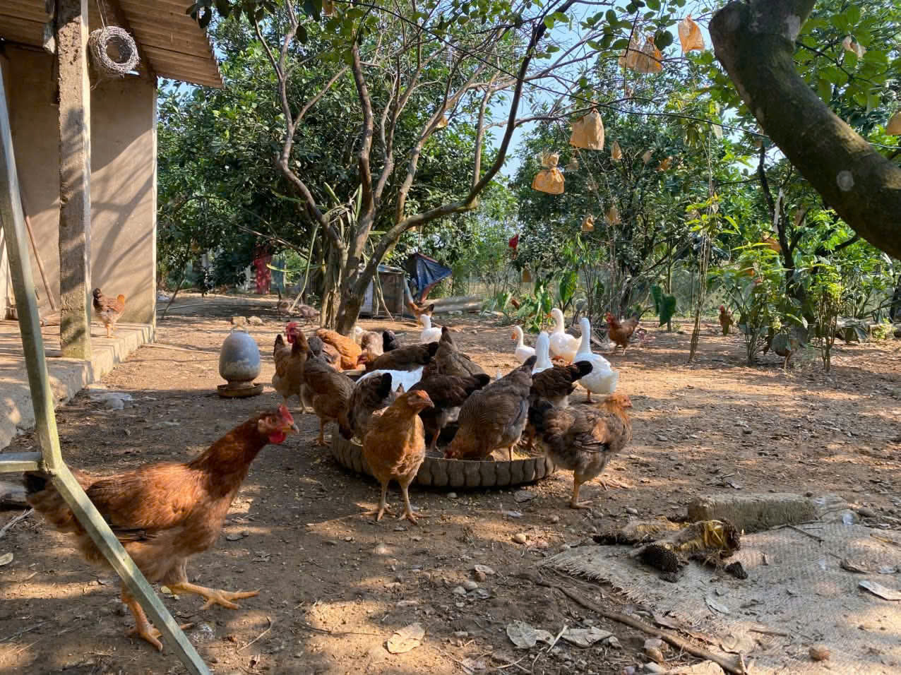 XÃ PHÚC TRẠCH RA MẮT TỔ HỢP TÁC CHĂN NUÔI GÀ THẢ VƯỜN TẠI GIÁO HỌ LỘC GIANG