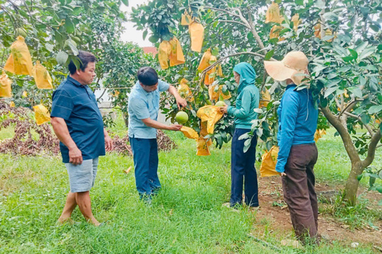 Phòng Kinh tế xã Phúc Trạch phối hợp kiểm tra tình hình sinh trưởng cây trồng vụ Hè Thu và bưởi Phúc Trạch, khuyến cáo chủ động phòng trừ sâu bệnh
