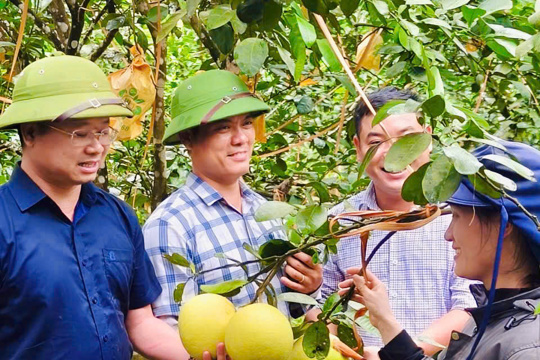 Kiểm tra, đánh giá mô hình nhân rộng sản xuất bưởi hữu cơ  tại Tổ hợp tác Hải Xuân Hương, xã Phúc Trạch